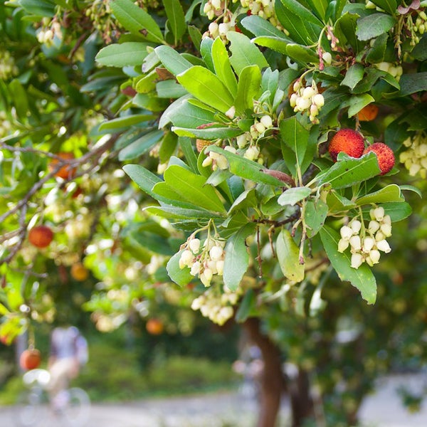 Erdbeerbaum mit Früchten und Blüten