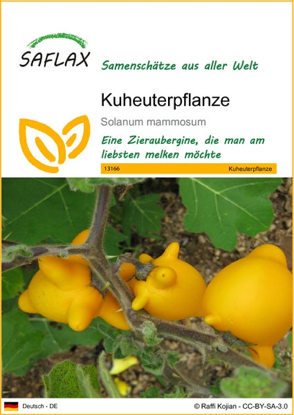 SAFLAX  - Kuheuterpflanze - Solanum mammosum - 10 Samen