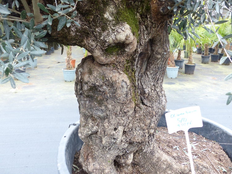 genau diesen Baum Nr. 5/D, 250 cm, Olivenbaum, knorrige alte urige Olive winterhart