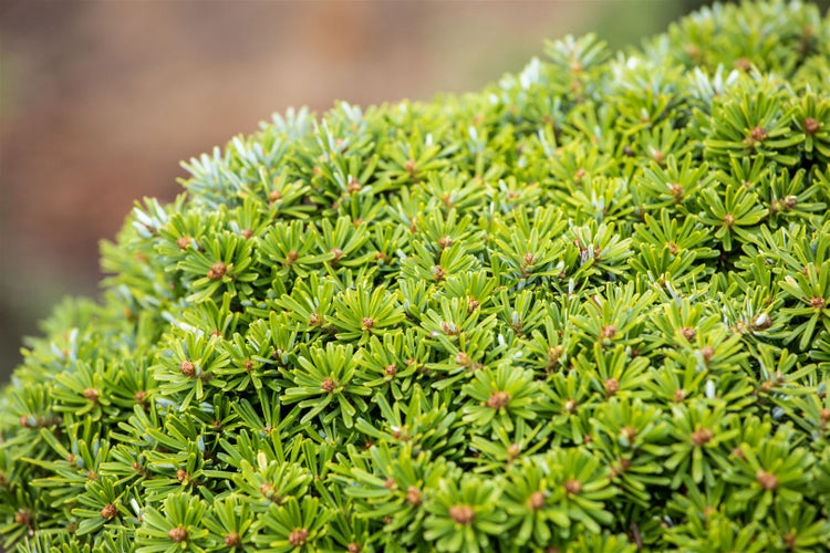 Abies koreana 'Kristallkugel', Tanne, kompakt, 15–20 cm