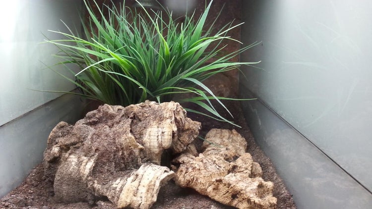 Terrarium-Einrichtung mit Naturkork, künstlicher Gras-Pflanze und dunklem Bodengrund.