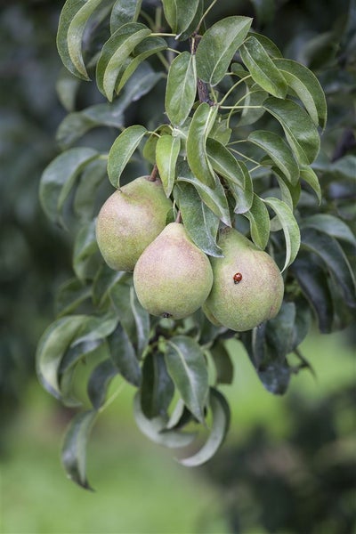 Drei reife Birnen hängen an einem Ast eines Birnbaums mit grünen Blättern und einem kleinen Marienkäfer auf einer Frucht.