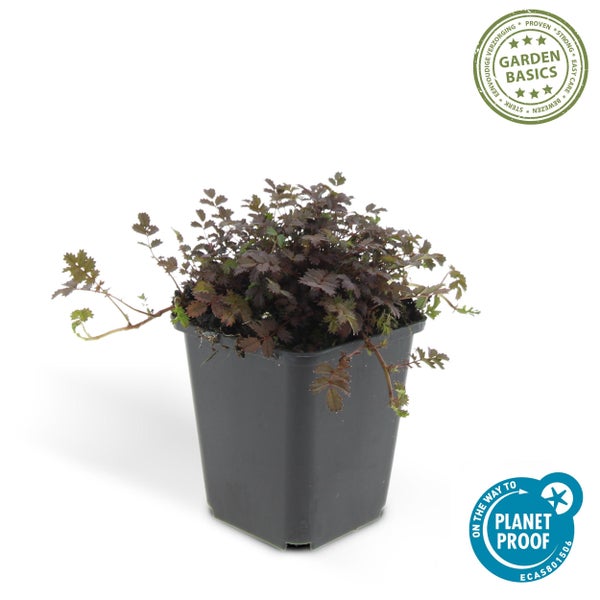 Bodendecker - Braunrotes Stachelnüsschen - Acaena microph. 'Kupferteppich' - 9cm Topf - 6 Pfanzen
