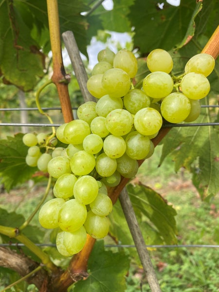 Eine Traube von hellen Tafeltrauben hängt an einem Rebstock im Garten.