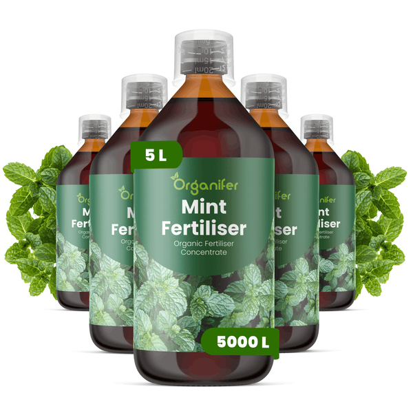 Fünf Flaschen Organifer Minzdünger, organisches Düngerkonzentrat. 5 Liter ergeben 5000 Liter. Organifer Logo.