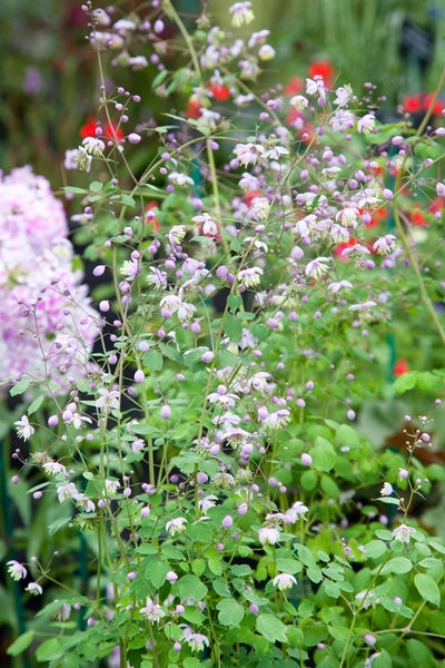 Thalictrum delavayi, Wiesenraute, zartlila, ca. 9x9 cm Topf