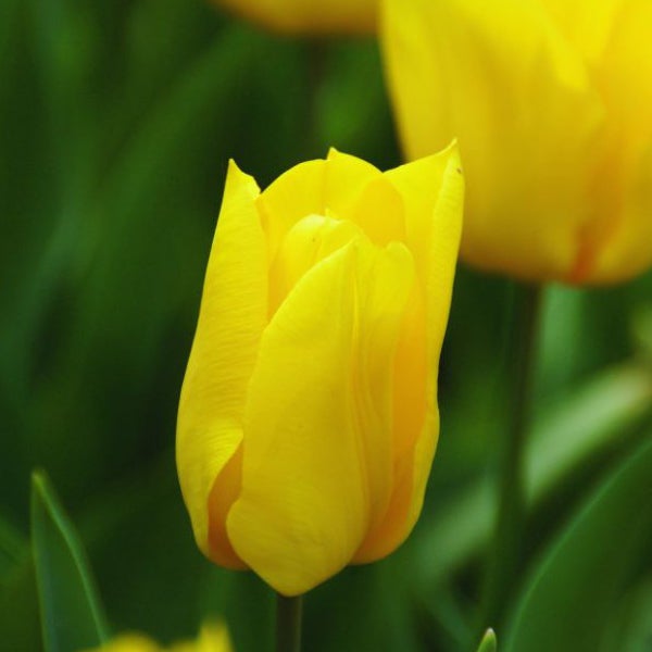 Gelbe Tulpenblüte im Detail