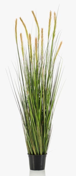 Lampenputzergras mit flauschigen Blütenähren und schmalen grünen Halmen.