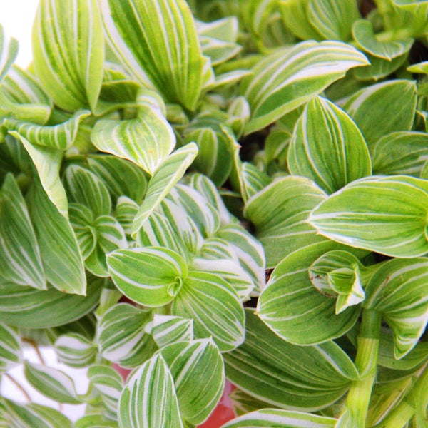 Dreimasterblume - Tradescantia fluminensis -  mit weiss-bunten Blättern - Gottesauge - 12cm Topf