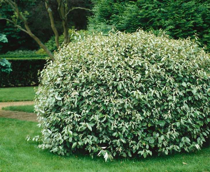 Elaeagnus ebbingei, immergrün, silbrig-grün, 60–80 cm