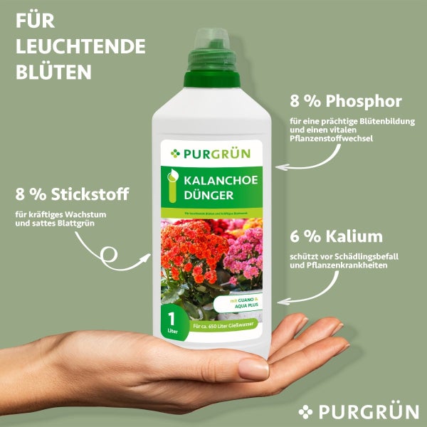 Purgrün Kalanchoe-Dünger 1 Liter