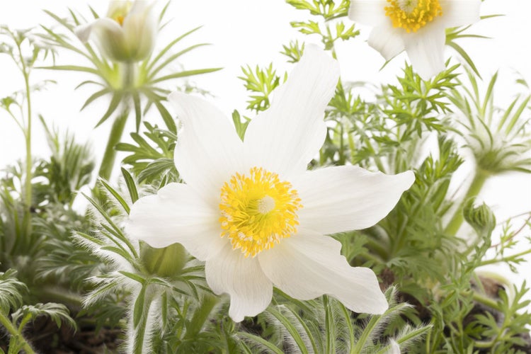 Pulsatilla vulgaris 'Alba', Küchenschelle, weiß, ca. 9x9 cm Topf