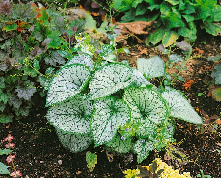 Brunnera macrophylla 'Jack Frost', Kaukasusvergissmeinnicht, ca. 11x11 cm Topf