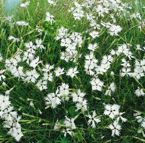 Dianthus arenarius, Sand-Nelke, weiß, ca. 9x9 cm Topf