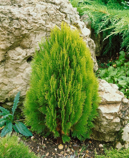 Thuja-Säulenbaum im Gartenbeet mit Blumen
