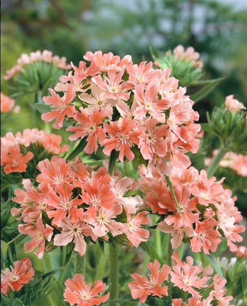 Büschelförmige Pfingstnelkenblüten im Garten