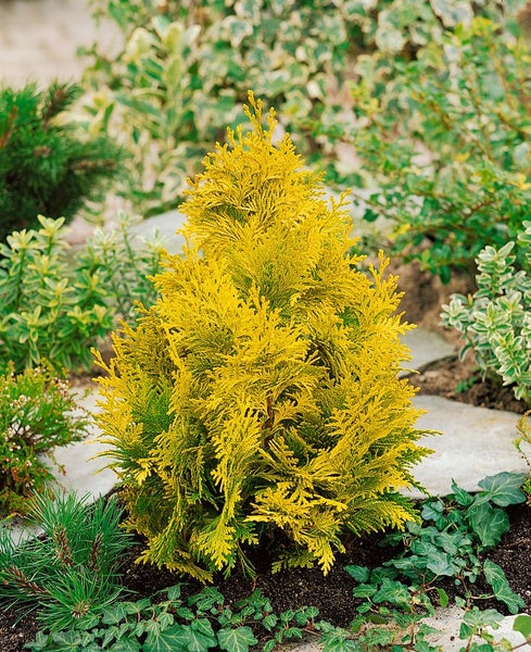 Gelber Lebensbaum im Gartenbeet