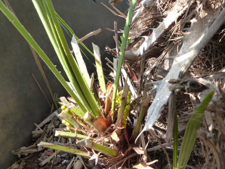 Palmengruppe Palme 190cm Zwergpalme Chamaerops Humilis, winterhart bis -12°C