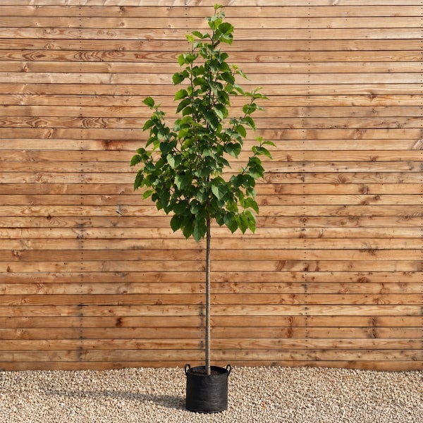 Junger Laubbaum mit schlankem Stamm in einem schwarzen Pflanzbeutel vor einer hölzernen Gartenwand.