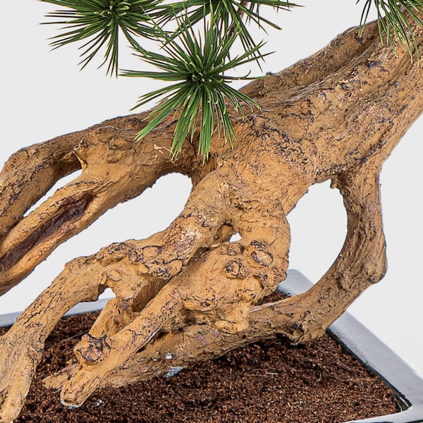 Nahaufnahme einer strukturierten Baumwurzel mit grünen Nadeln in einem Pflanzgefäß.