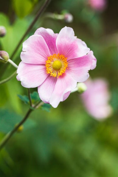 Nahaufnahme einer Japanischen Herbst-Anemone