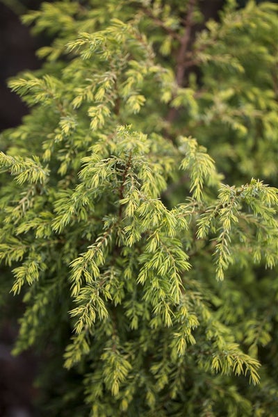 Juniperus communis 'Gold Cone', Wacholder, goldgelb, 30–40 cm
