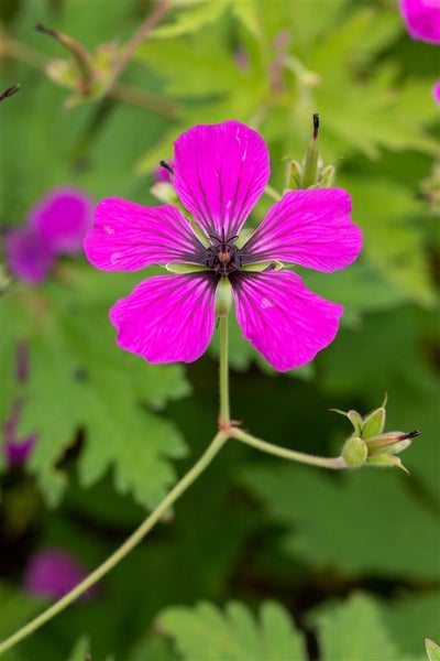 Geranium psilostemon, Armenischer Storchschnabel, leuchtend pink, ca. 11x11 cm Topf