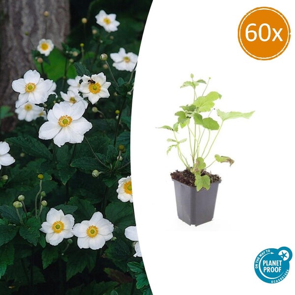 60er-Set weiß blühende Herbstanemonen im Topf, nachhaltig produziert mit Planet Proof Zertifizierung.