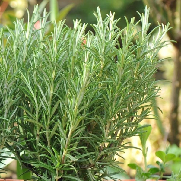 Frischer Rosmarin mit grünen nadelartigen Blättern im Garten.