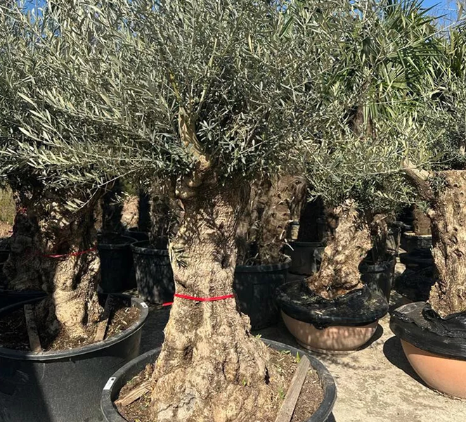 Olivenbaum XXL 150 Jahre ca. 200 bis 250 cm, knorriger Stamm Olea Europaea
