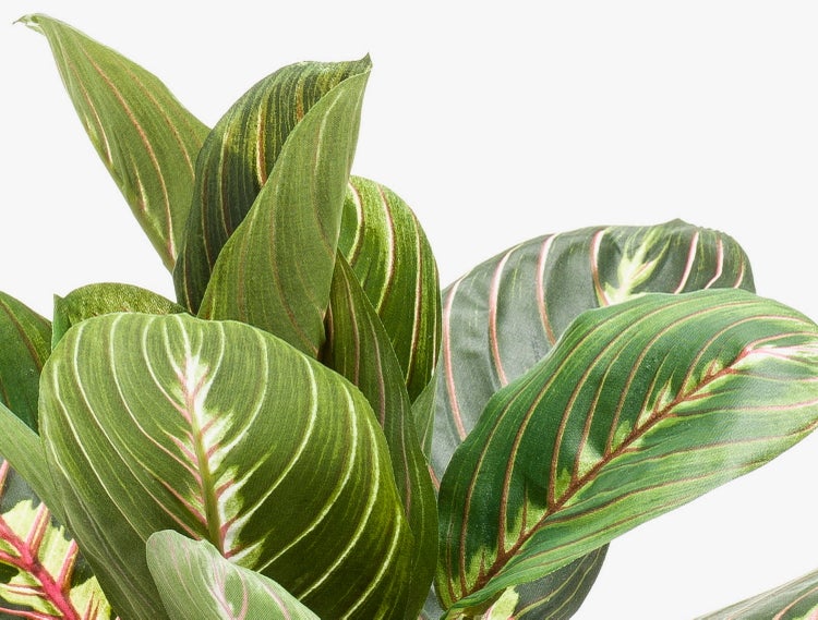 Calathea-Zimmerpflanze mit großen ovalen grünen Blättern und markanten weißen sowie rosa Streifen.