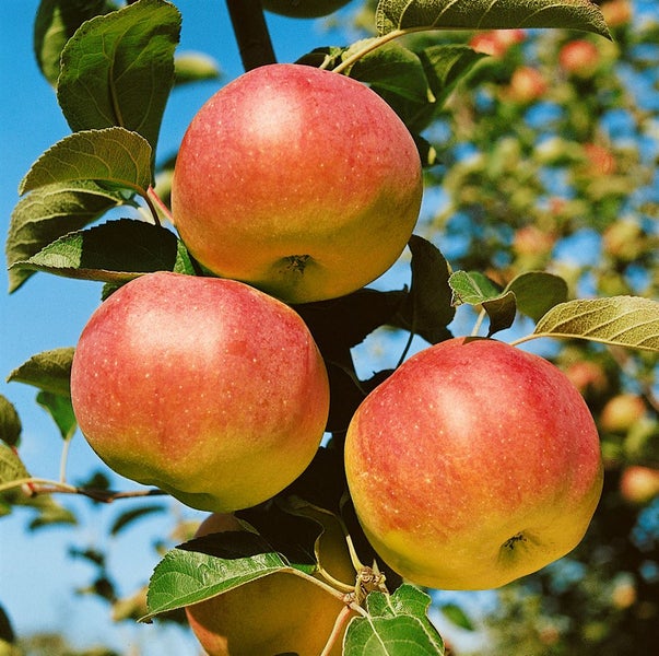 Malus 'Ontario', Apfelbaum, 150–200 cm, robust und ertragreich