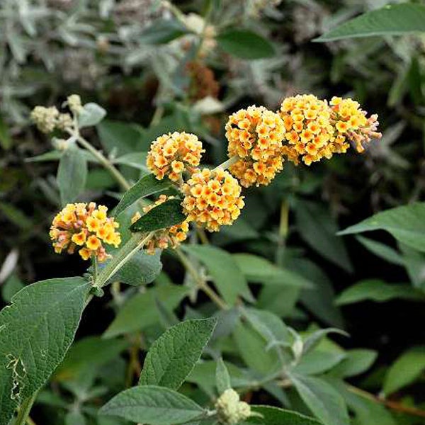 Schmetterlingsflieder mit gelben Blüten und grünen Blättern.