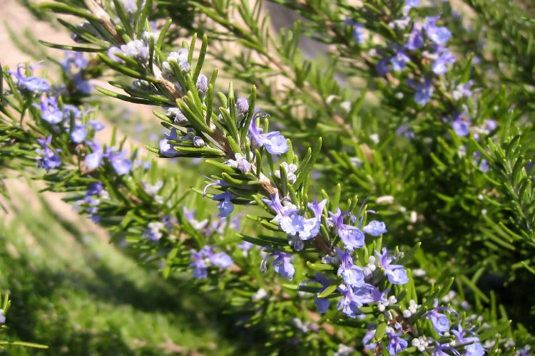 SAFLAX Garden to go - BIO - Rosmarin - Rosmarinus officinalis - 40 Samen - Mit Topf, Klima - Deckel und Anzuchtsubstrat