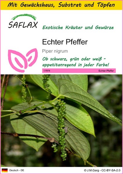 SAFLAX Anzucht Set - Echter Pfeffer - Piper nigrum - 20 Samen - Mit Mini-Gewächshaus, Anzuchtsubstrat und 2 Töpfen