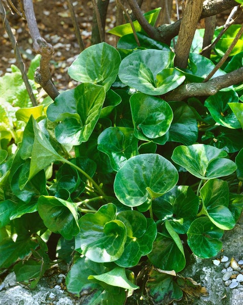 Asarum europaeum, Haselwurz, immergrün, ca. 9x9 cm Topf