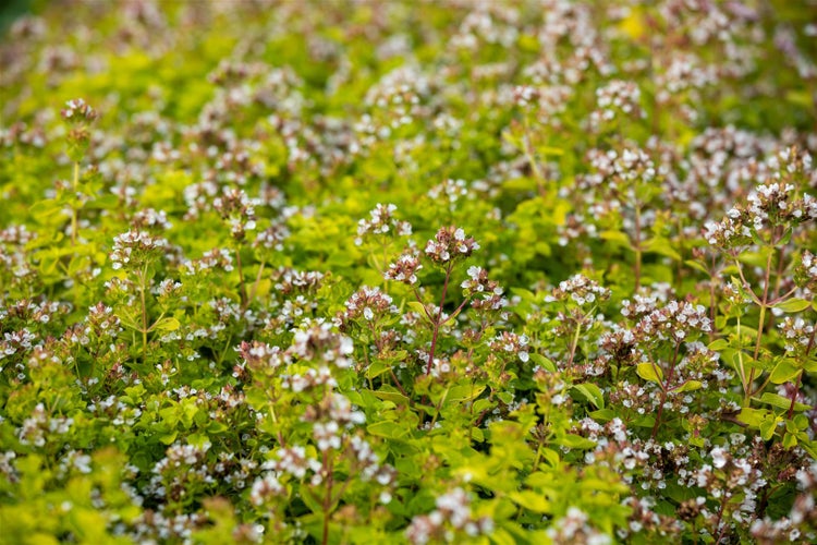 Origanum vulgare 'Thumbles', Oregano, aromatisch, ca. 9x9 cm Topf