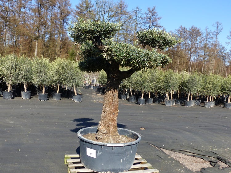 Olivenbaum Pon Pon 215 cm Bonsai Formgehölz, winterhart