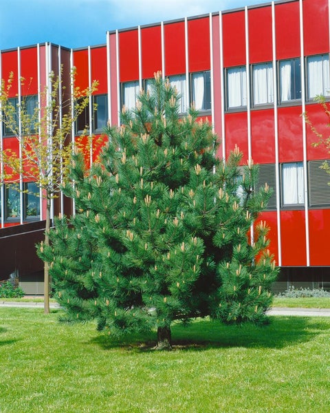 Pinus nigra 'Compacta', Schwarzkiefer, kompakt, 25–30 cm