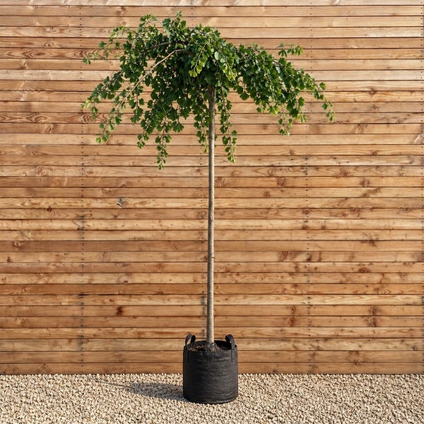 Hängender Ginkgo Baum als Hochstamm in einem Pflanzsack vor einer Holzfassade.