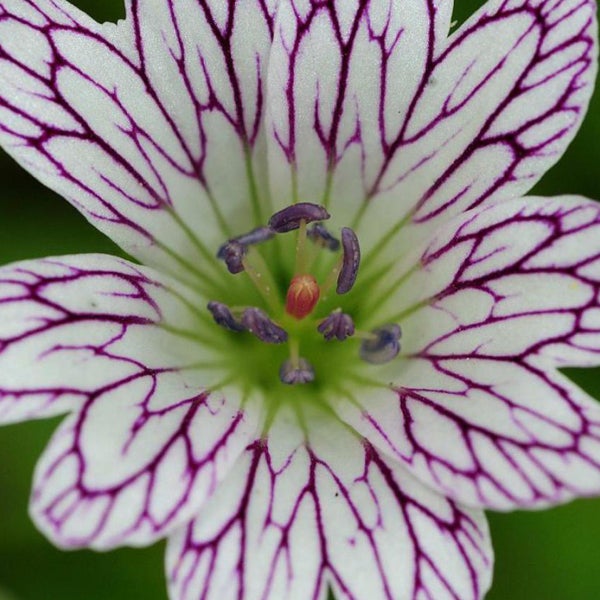 Nahaufnahme einer blühenden Elfenblume