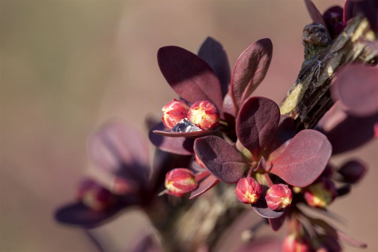 Berberis thunbergii, Heckenberberitze, 40–60 cm