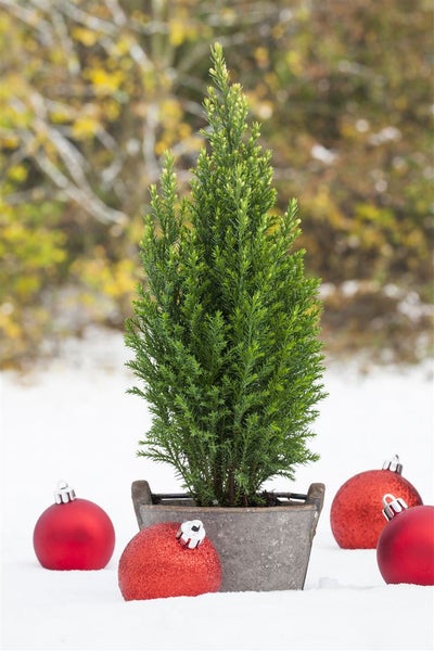 Zypresse im Topf mit Weihnachtsbaumkugeln im Schnee