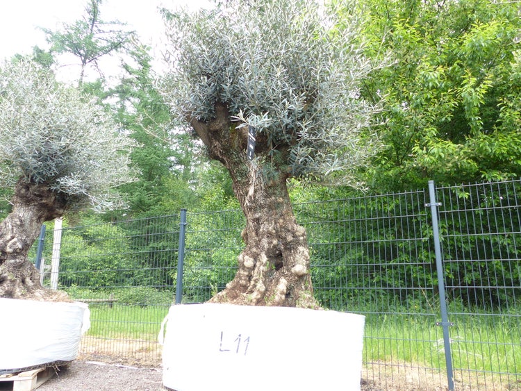 genau dieser Baum L11 Olivenbaum 225 cm, knorrige alte urige Olive winterhart