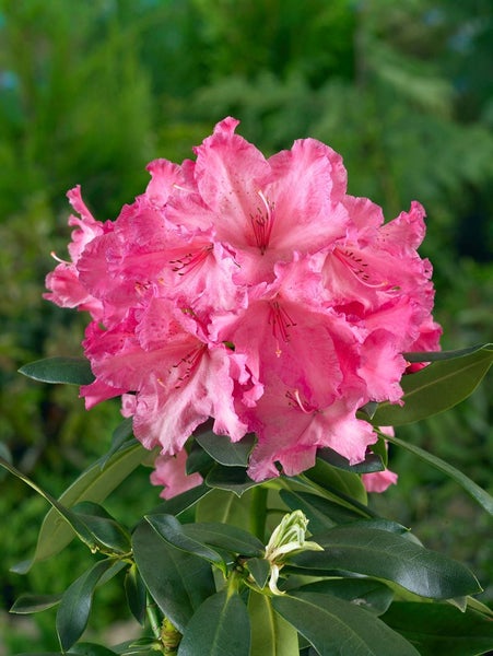 Rosa Rhododendronblüte mit grünen Blättern.