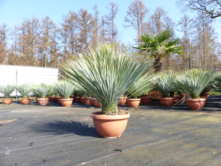 Yucca rostrata Palmlilie im runden Pflanztopf, Reihe von winterharten Gartenpflanzen auf dem hellen Außengelände einer Baumschule.