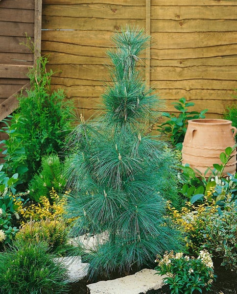 Pinus wallichiana 'Densa Hill', Himalaya-Kiefer, 100–125 cm