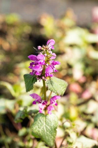 Lamium maculatum 'Beacon Silver', Silberblatt-Taubnessel, ca. 9x9 cm Topf