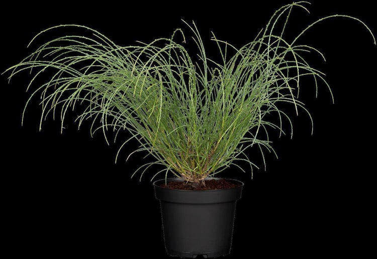 Genista lydia, Ginster, gelb, 20–30 cm