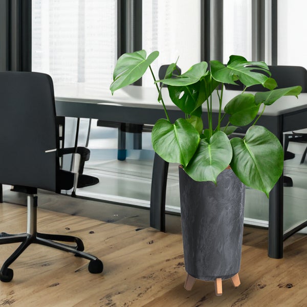 Monstera Pflanze im Topf auf Füßen im Büro